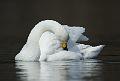 Sangsvane - Whopper Swan (Cygnus cygnus) ad. 